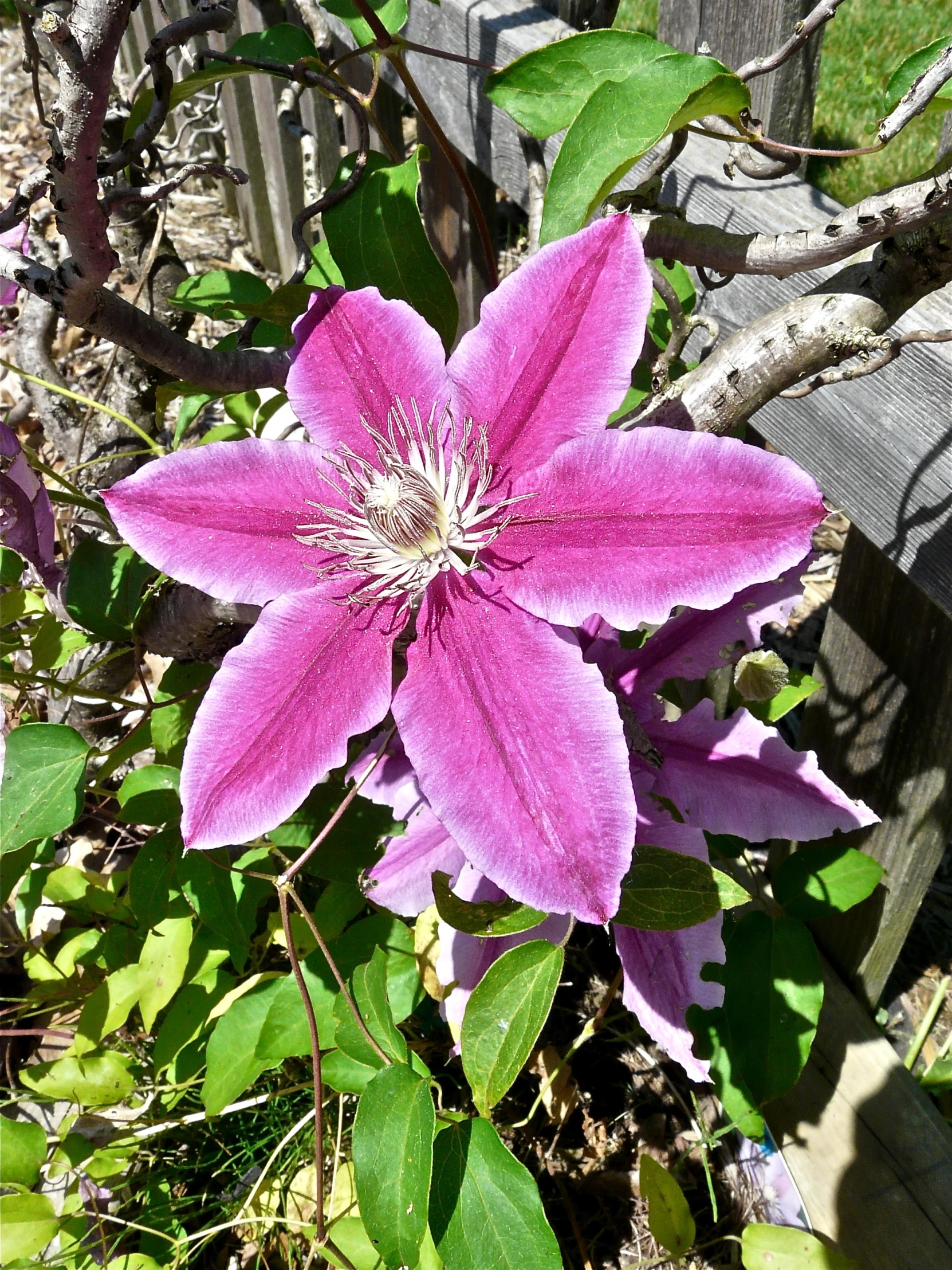 a large purple flower growing on the ground