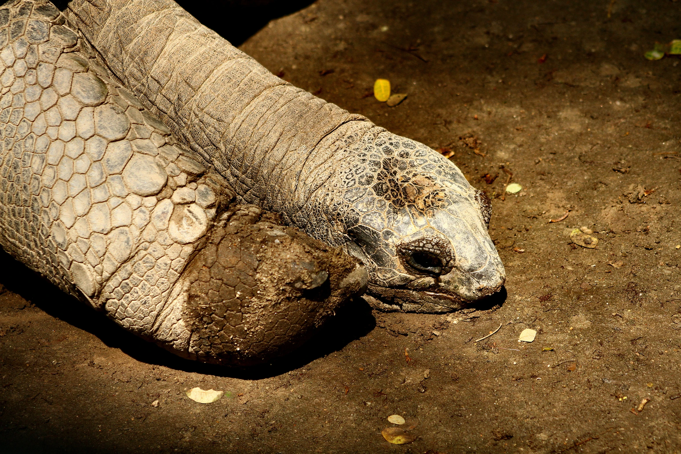 a close up of an animal laying on a dirt ground