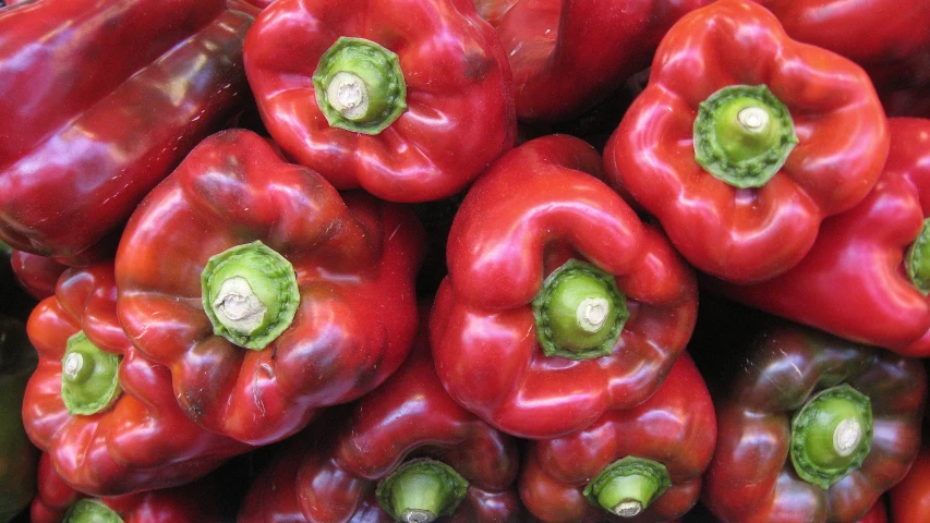 the bell peppers are ready to be sold