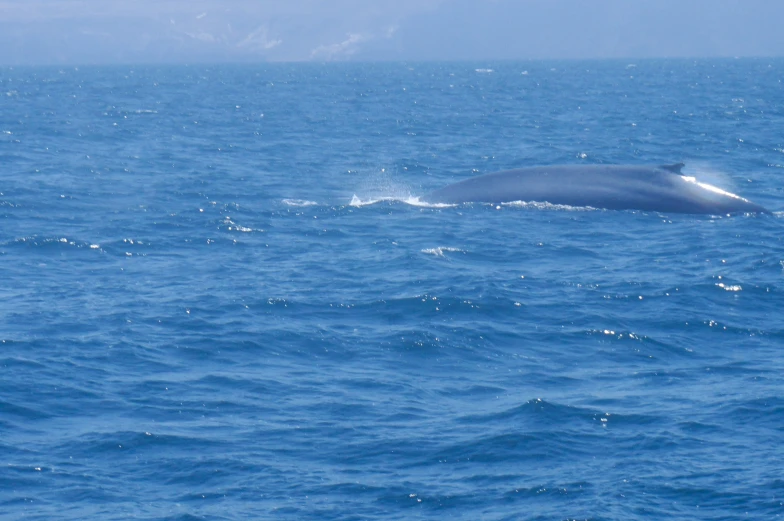 an whale in the ocean next to a boat