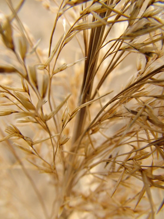 a field of yellow leaves on top of a dry grass field