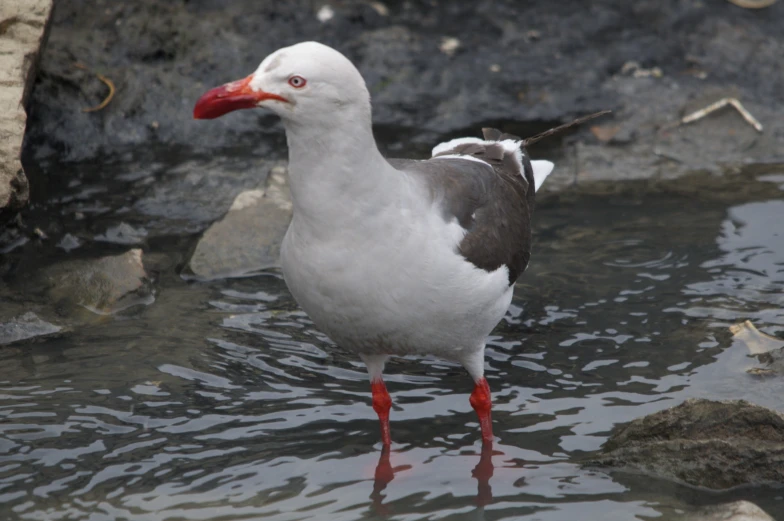 a large white and brown bird with a red beak standing in water