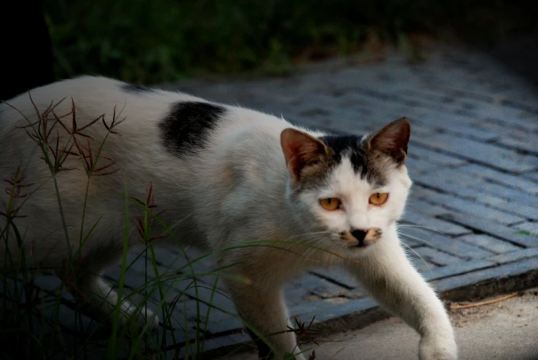 a cat walking on a street next to a grass and sidewalk