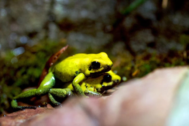 a bright green and yellow frog is seen