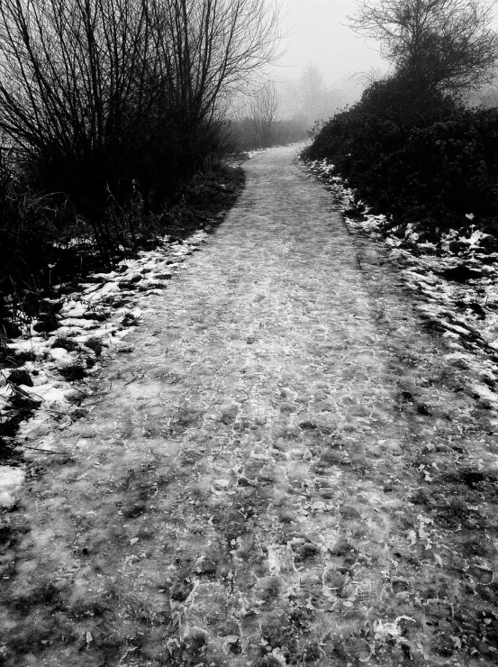 black and white pograph of trees and snow on a road