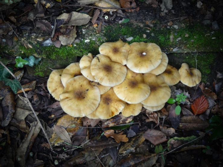 an image of a cluster of mushrooms in the woods