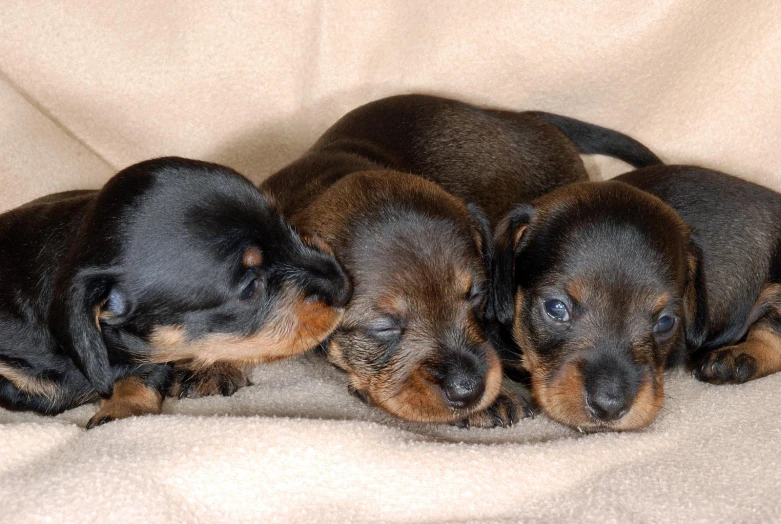 three small puppies are sleeping on a bed