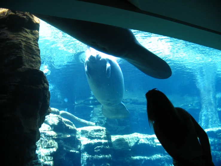 a group of fish swimming under water on a rocky surface