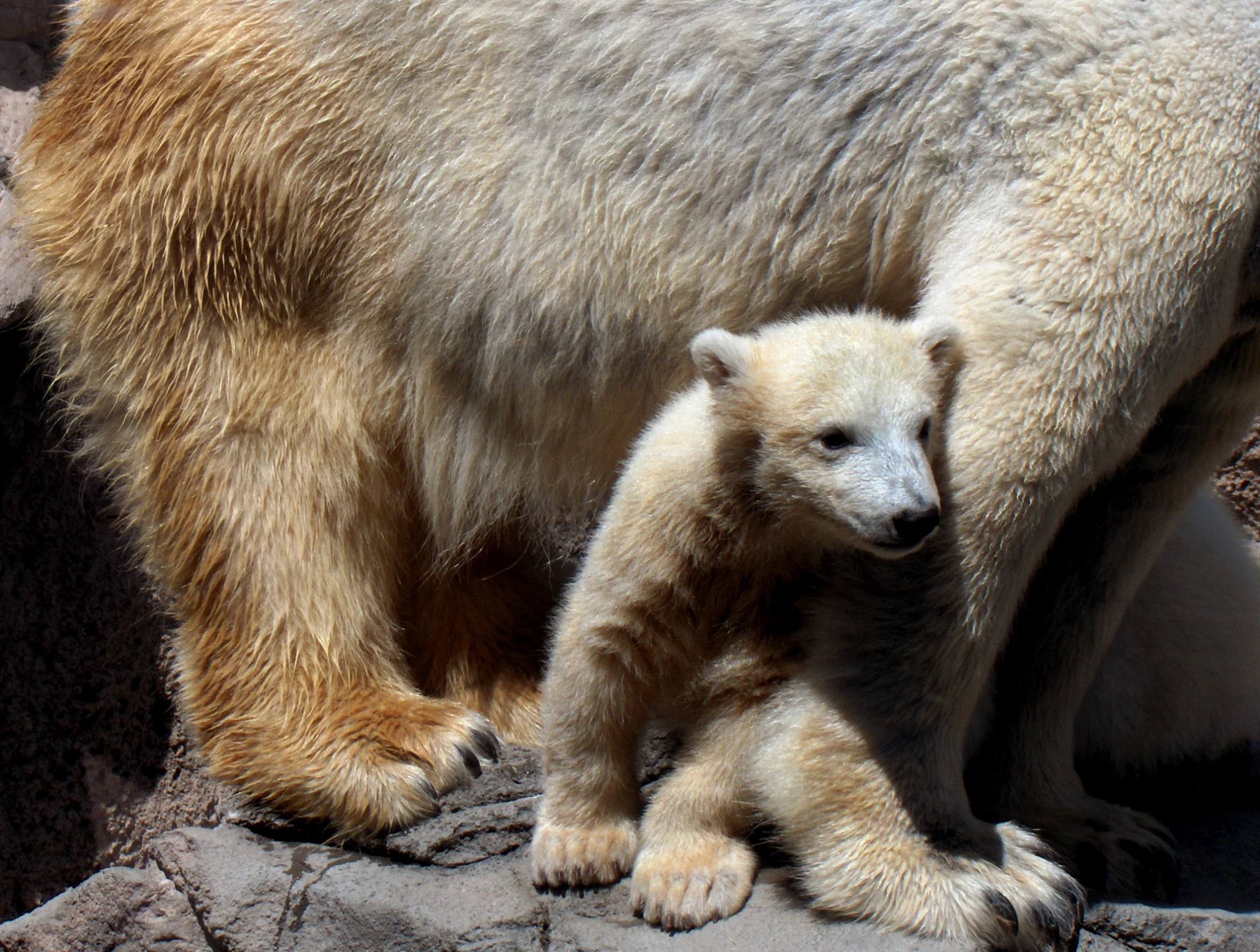 a polar bear standing next to its cub