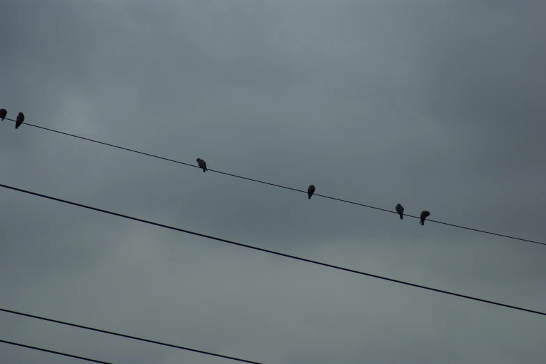 birds sitting on a telephone wire against the grey sky