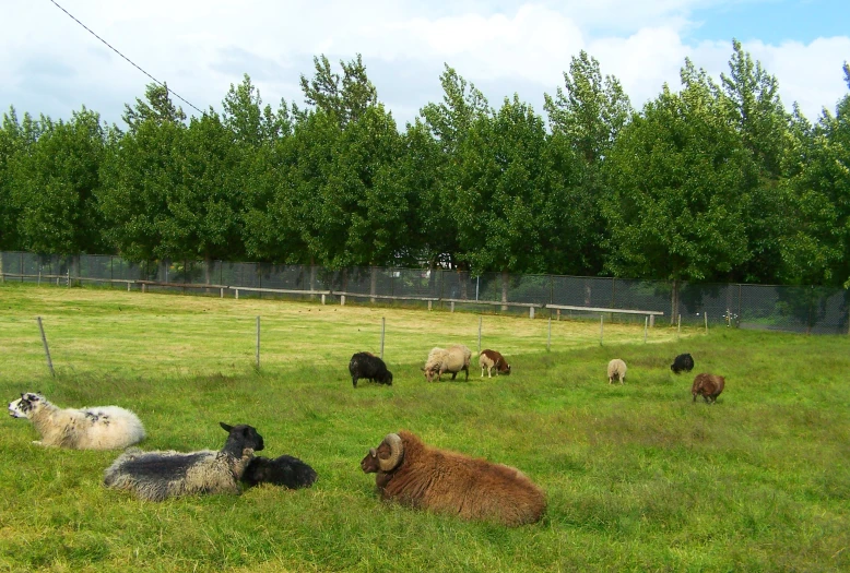 sheep laying in a fenced grassy field grazing