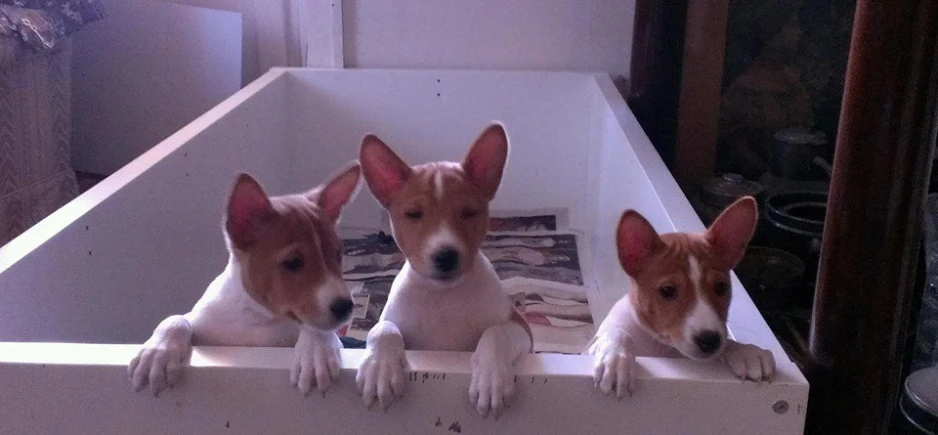 three dogs that are sitting in a box