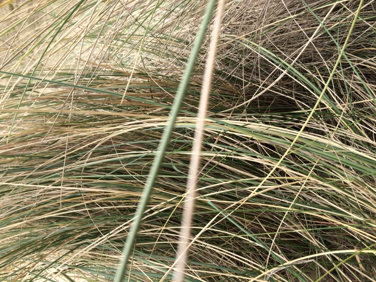 grass with lots of thin green leaves next to a pole