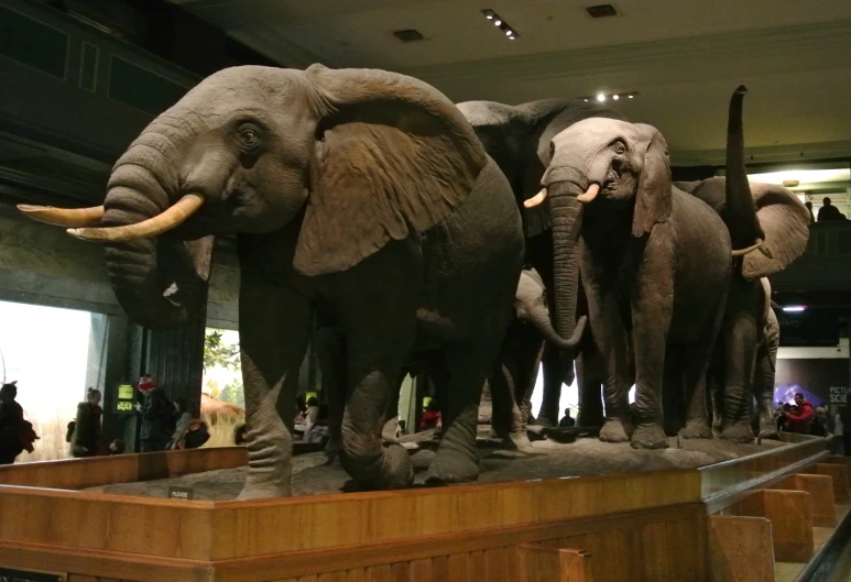 many elephants are on display in the lobby