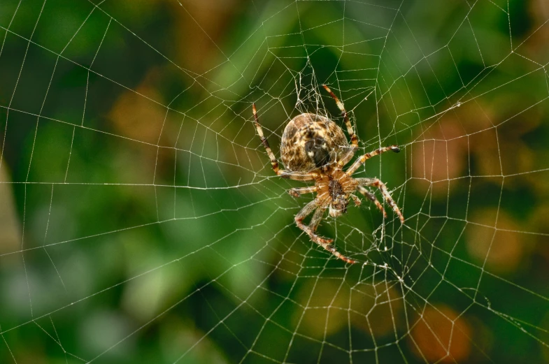a large spider sits in its web outside