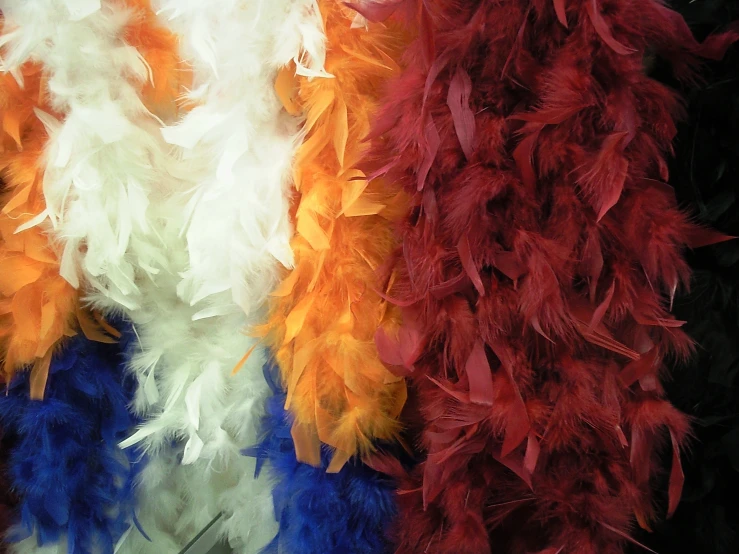 several different colored feathers are arranged side by side