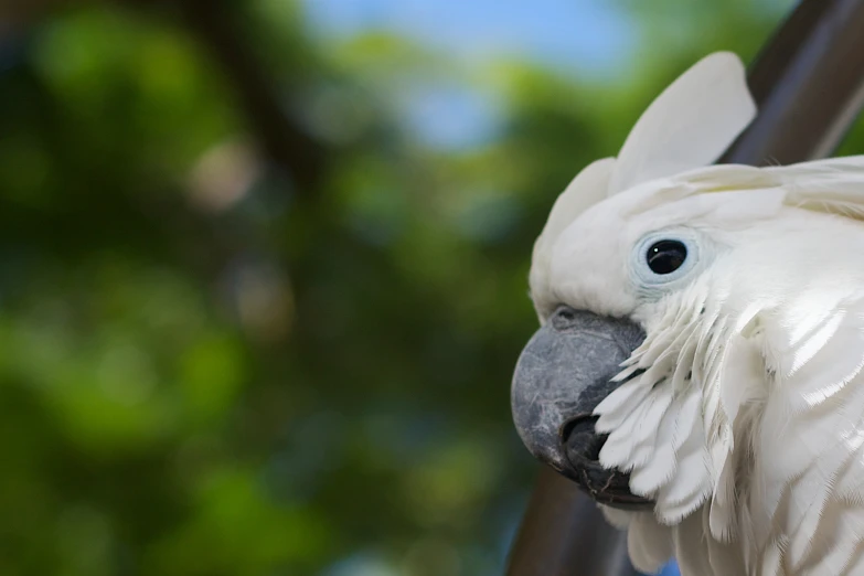 a large white bird with light yellow wings standing next to a tree