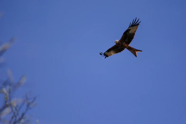 a bird flying through the sky on top of a nch