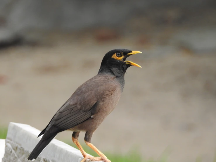 a brown black yellow and white bird perched on a brick