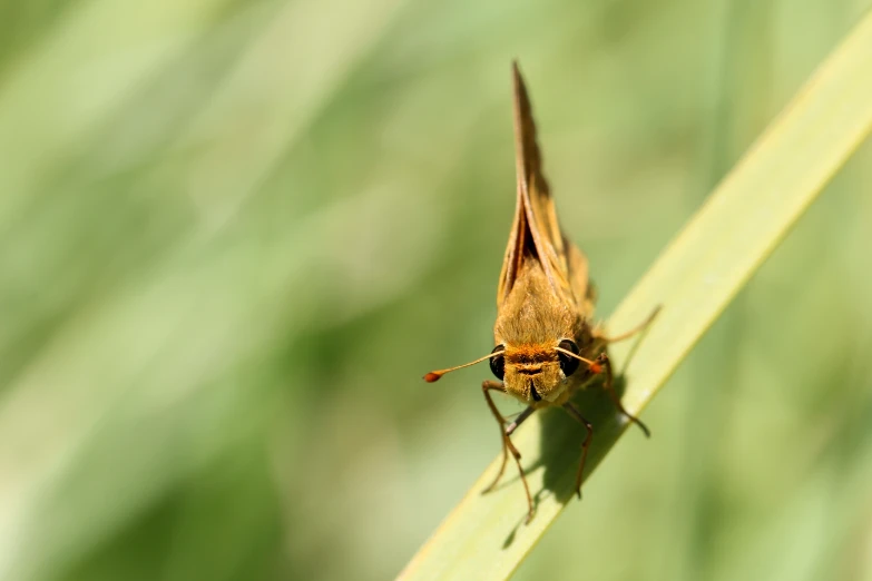 a moth sitting on top of a green plant