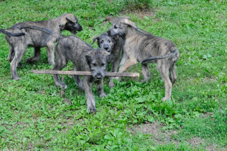 three grey dogs on the grass with a stick