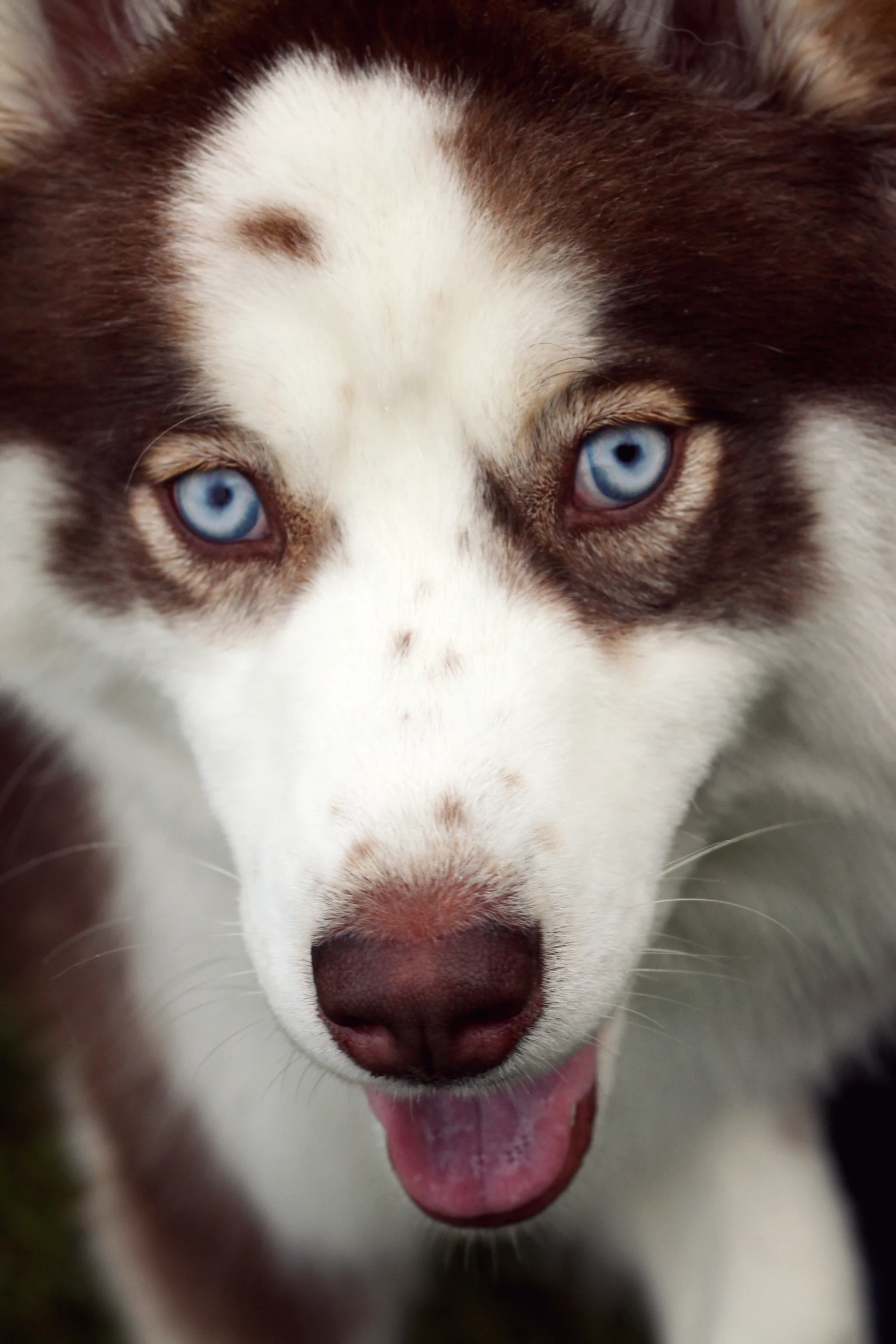 a very cute dog with bright blue eyes