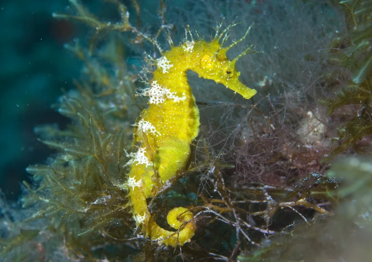 a sea horse that is sitting on some plants