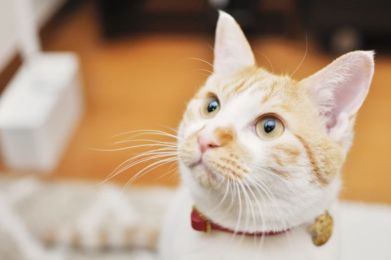 a yellow and white cat is wearing a red collar
