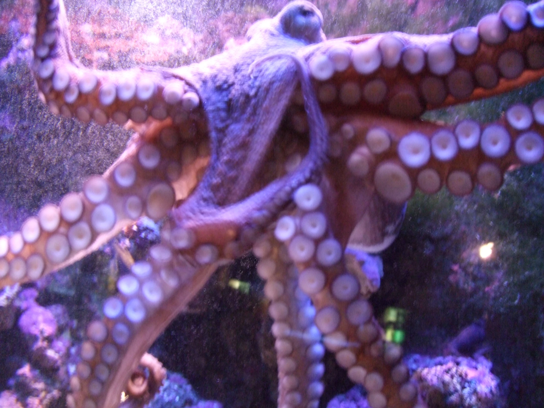 an octo swimming under water with bubbles