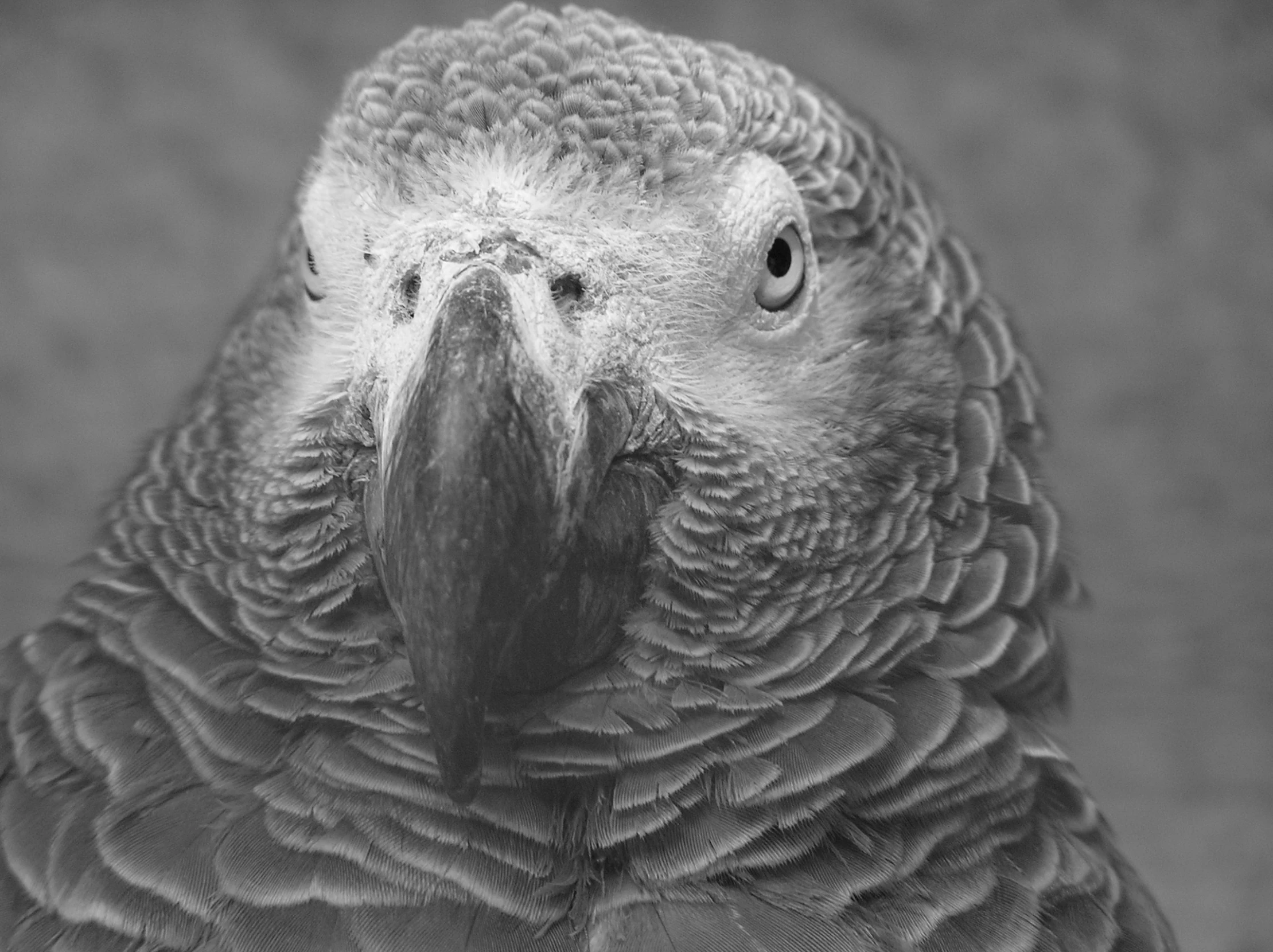 the face of a bird standing on a gray background