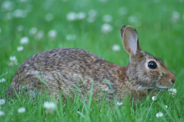 a brown rabbit in a green field with flowers