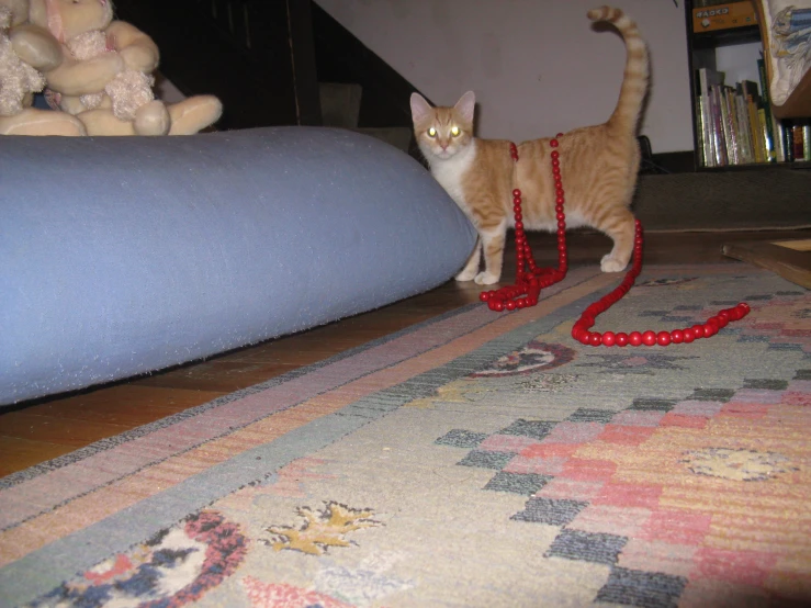 a cat wearing red beads is on the rug