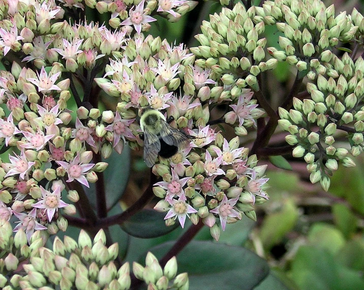 this is a very closeup s of some green flowers