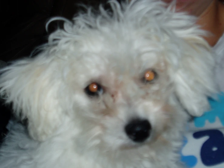 an adorable white dog with curly hair is staring intently