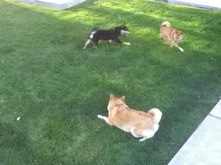 three dogs on some grass with a frisbee in the air