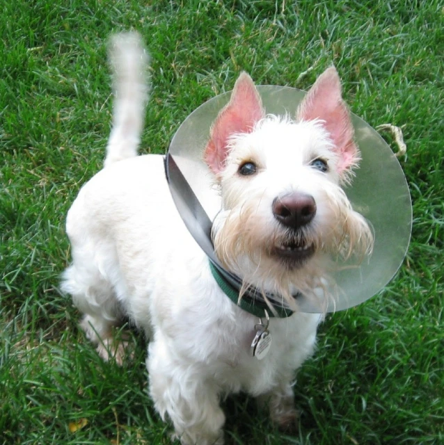 the small dog is wearing a green cone around his neck