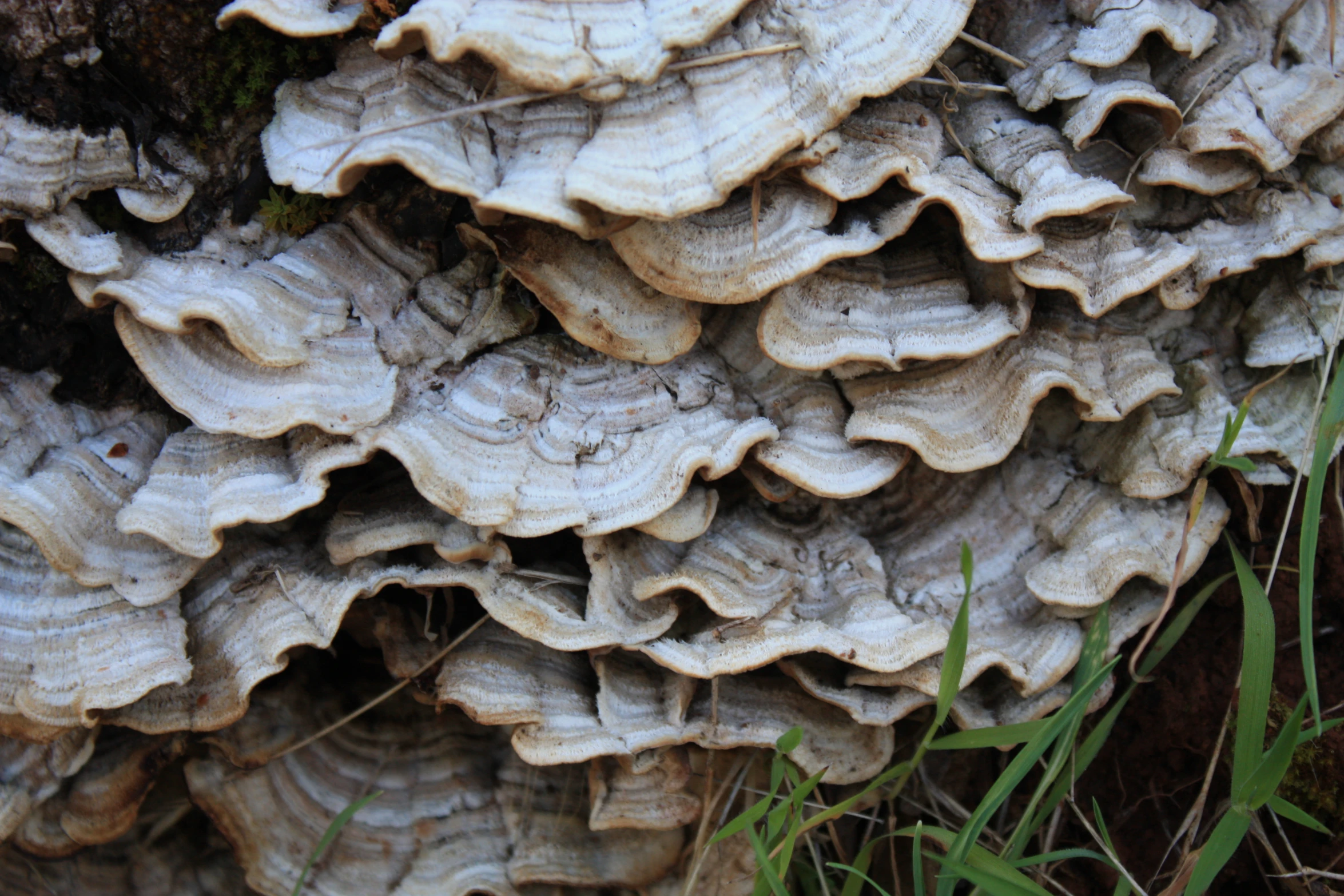 close up s of mushroom growth in the forest