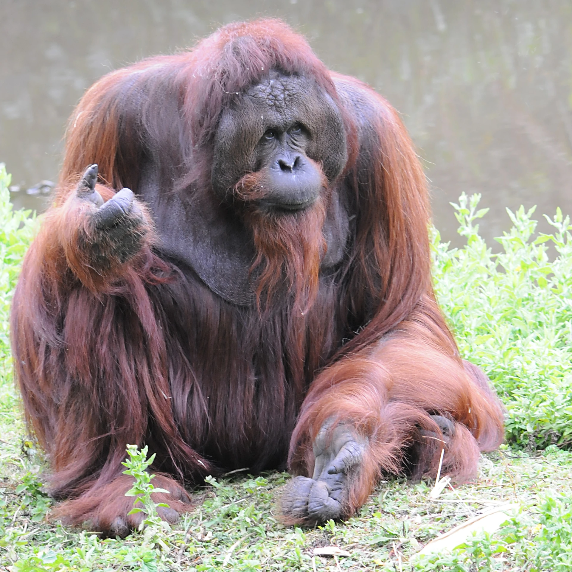 two oranguels sitting on grass in front of water