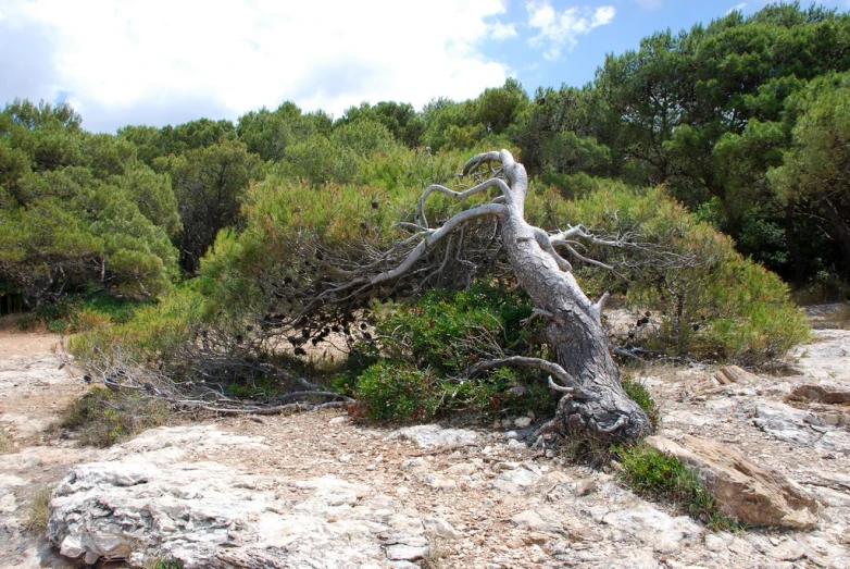 a tree with no leaves and the sky with clouds