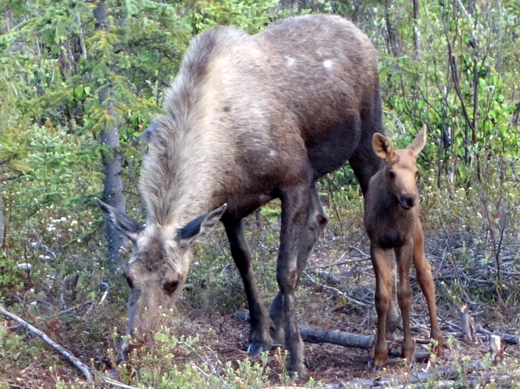 mother elk and her offspring foraging in the forest