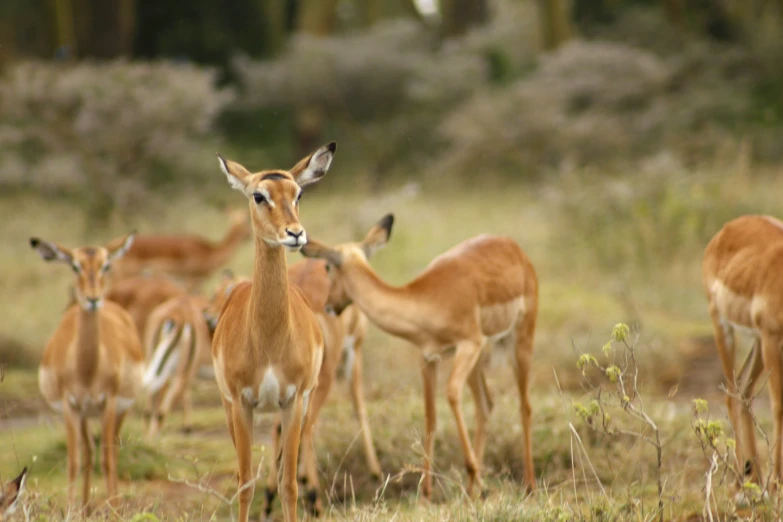 a herd of small deer standing on top of a grass covered field