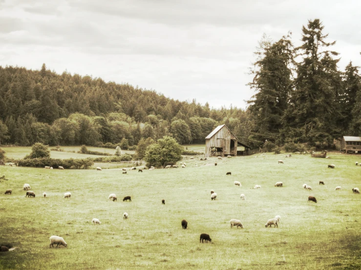 a lot of animals in a field next to a barn