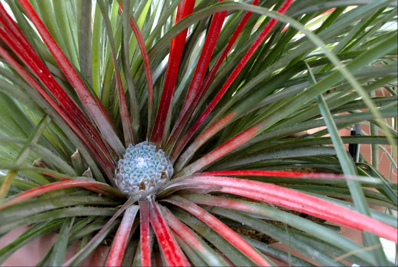 the plant is showing its red, white and green leaves