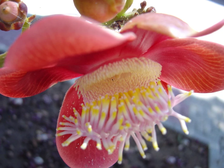 a flower blooming in the middle of a plant