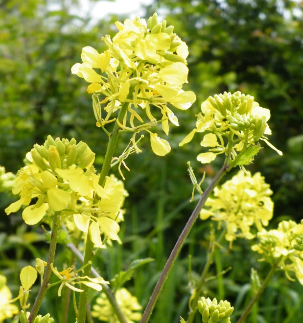 a close up of a plant with lots of flowers