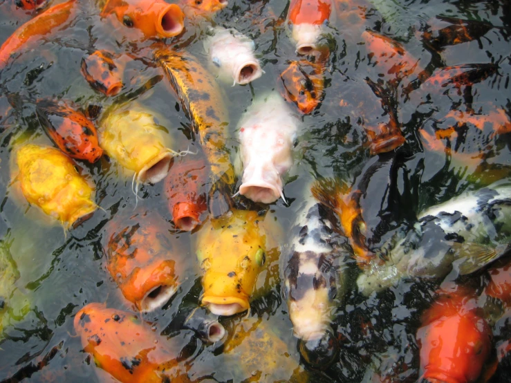 there are many different colored koi fish in the water