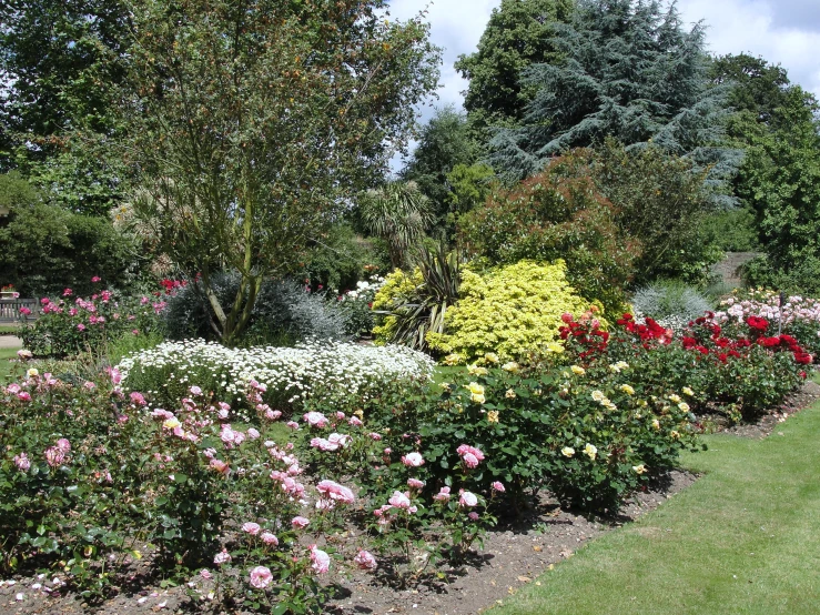 flowers in various types of bushes around trees