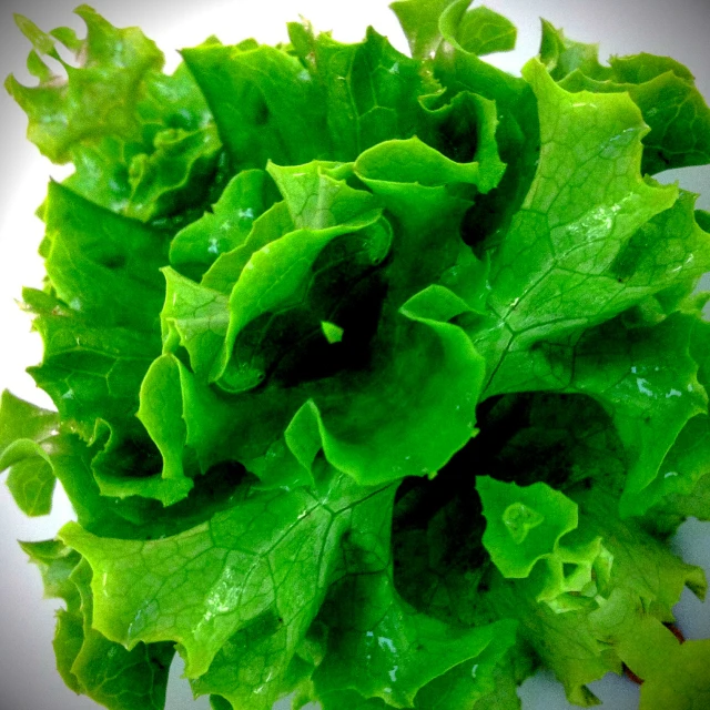 the green leaves of a plant with water droplets