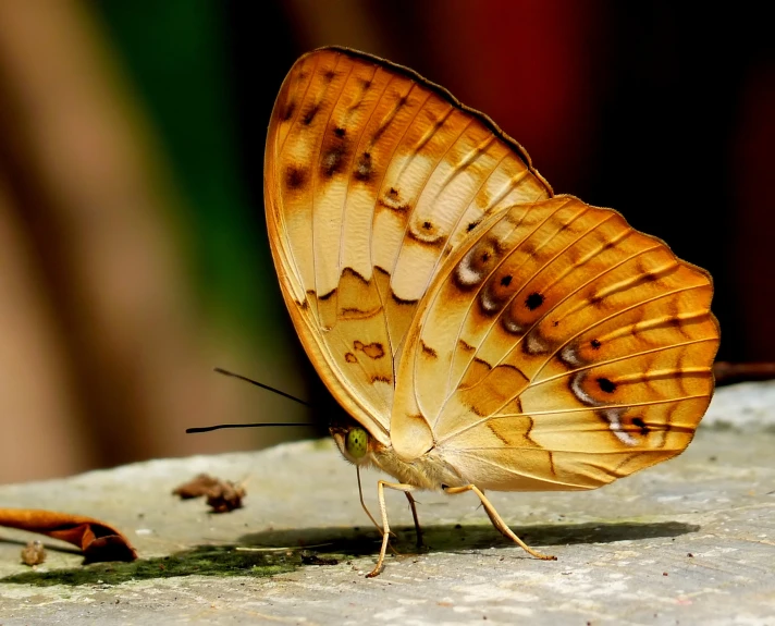 a yellow erfly with brown spots sits on a rock