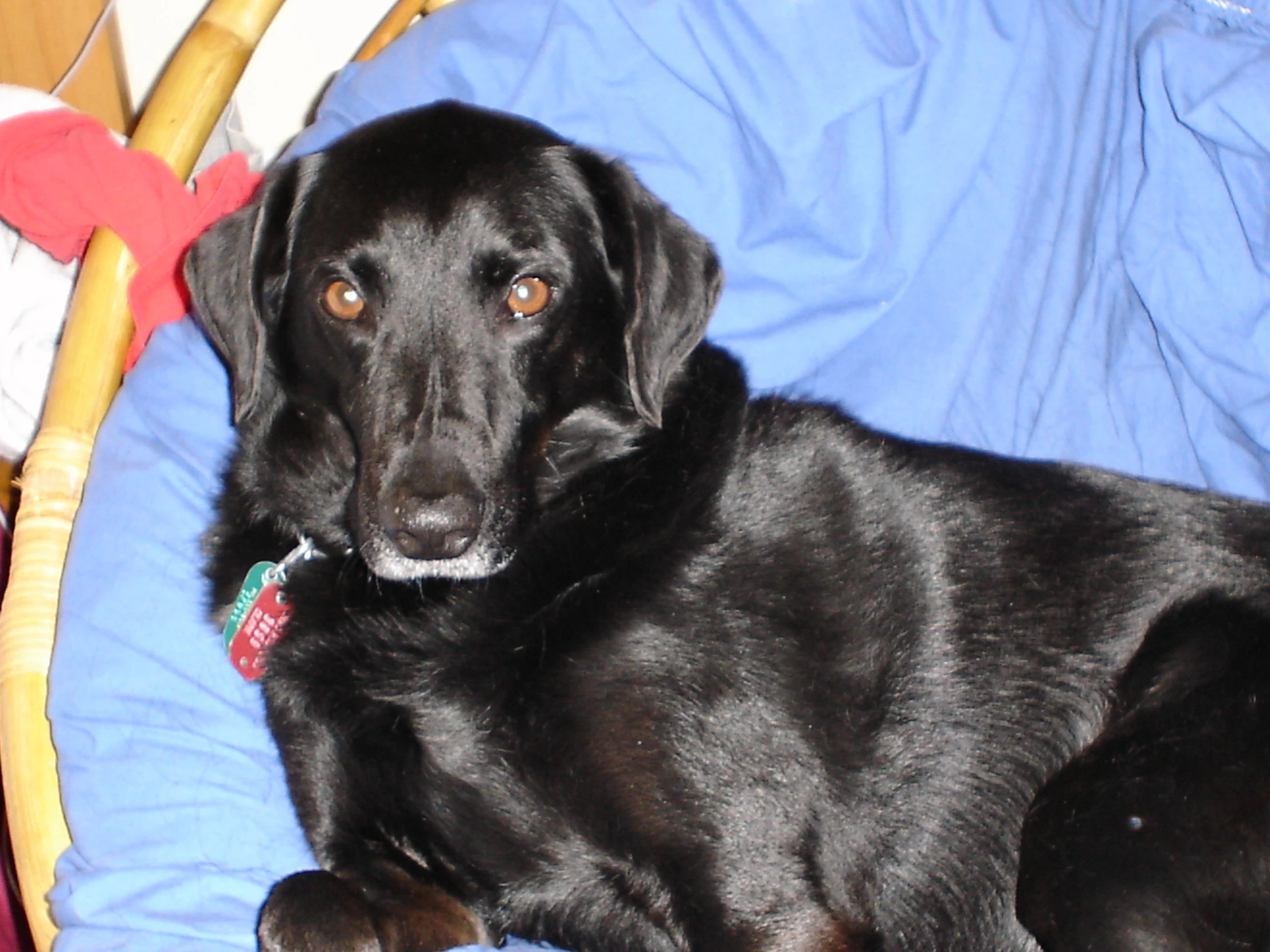 a black dog sitting in a chair on a blanket